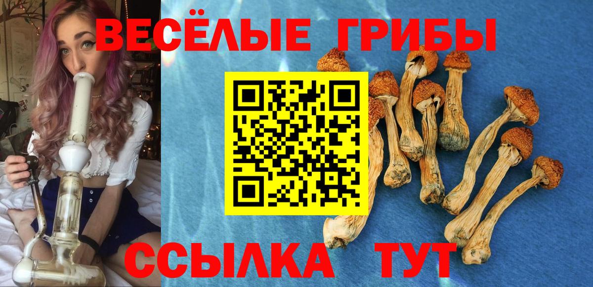 Псилоцибиновые грибы Psilocybine cubensis Рубцовск